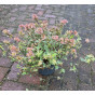 Abelia grandiflora Jelly Beans