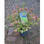 Abelia grandiflora Jelly Beans