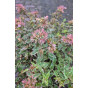 Abelia grandiflora Jelly Beans