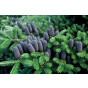 Abies koreana - Koreaanse zilverspar