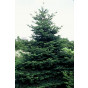 Abies nordmanniana - Nordmann spar