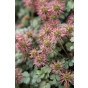 Acaena microphylla Kupferteppich - Stekelnootje