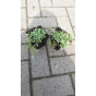 Acaena buchananii - Stekelnootje