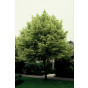Acer platanoides 'Drummondii - Noorse esdoorn - boom