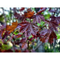 Acer platanoides  'Emerald Queen' - Noorse Esdoorn - boom