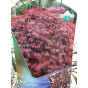 Acer pal. Garnet | Japanse Esdoorn