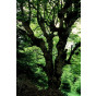 Acer pseudoplatanus - Gewone esdoorn - boom