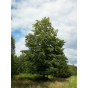 Acer pseudoplatanus | Gewone esdoorn