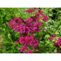 Achillea Cerise Queen - Duizendblad