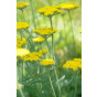 Achillea filipendulina Cloth of Gold - Duizendblad