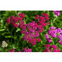 Achillea Tutti Frutti Pomegranate