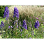 Aconitum carm. 'Arendsii' - Monnikskap