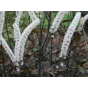 Actaea simplex Brunette - Zilverkaars