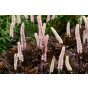 Actaea simplex Pink Spike - Zilverkaars