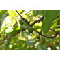 Actinidia kolomikta | Kiwi