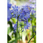 Agapanthus 'Navy Blue' - Afrikaanse Lelie