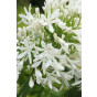 Agapanthus 'Silberpfeil' - Afrikaanse Lelie