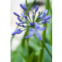 Agapanthus 'Twister' - Afrikaanse Lelie