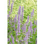 Agastache 'Black Adder' - Dropplant - 