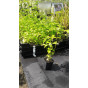 Agastache rugosa Alabaster - Dropplant - 