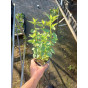 Agastache Black Adder - Dropplant - 