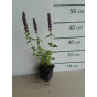 Agastache 'Blue Fortune' - Dropplant - 