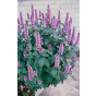 Agastache mex. 'Red Fortune' - Dropplant
