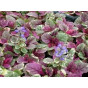 Ajuga Reptans Burgundy Glow - Kruipend  Zenegroen