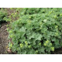 Alchemilla erythropoda - Vrouwenmantel - 