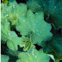 Alchemilla mollis - Vrouwenmantel - 