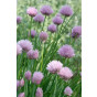 Allium schoenoprasum - bieslook