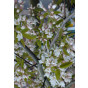 Amelanchier lamarckii - Krentenboom - boom