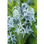 Stermaagdenpalm - Amsonia Bleu ice