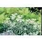 Anaphalis tripl. 'Sommerschnee' - Siberische Edelweiss