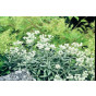 Anaphalis tripl. Sommerschnee - Siberische Edelweiss
