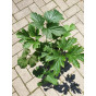 Anemone hup. Splendens - Anemoon