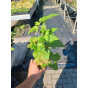 Anemone sylvestris - Anemoon - 