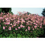 Anemone hup. September charm - Herfstanemoon