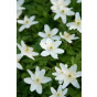Anemone sylvestris - Anemoon - 