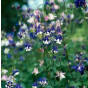 Aquilegia 'Biedermeier' - Akelei - 