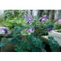 Aquilegia flabellata Ministar - Akelei - 