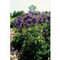 Aquilegia alpina - Akelei - 