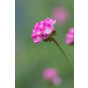 Armeria juniperifolia - Engels gras - 