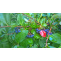 Appelbes - Aronia prunifolia Viking