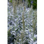 Artemisia lud. Silver Queen - Westerse Bijvoet