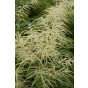 Aruncus dioicus Kneiffii - Geitebaard