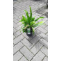 Asplenium scolopendrium - Tongvaren