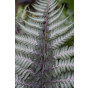 Athyrium Ghost - Wijfjesvaren - 