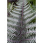 Athyrium niponicum pictum - Japanse regenboogvaren - 