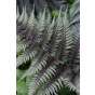 Athyrium filix-femina Frizelliae - Wijfjesvaren - 